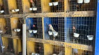Nearly 45 hens, chickens rescued from Philly home amid cockfighting concerns: ACCT Philly