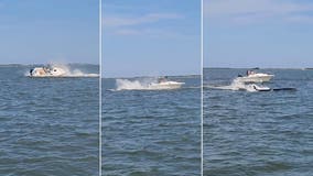 Whale dies after getting hit by boat, knocking passenger overboard in Barnegat Bay