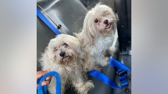 8 animals saved from hot car by Temple University police