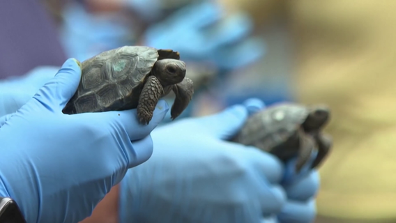 Tortoise hatchlings born of century-old parents make debut at Philadelphia Zoo