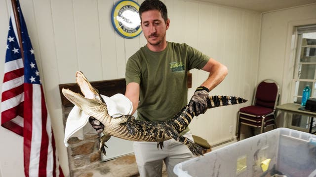 Alligator spotted in Bucks County lake captured safely, heading to new home