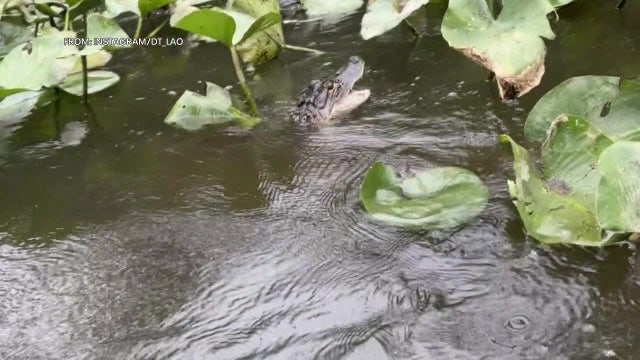 Alligator spotted in Bucks County lake: Residents flock to catch a glimpse