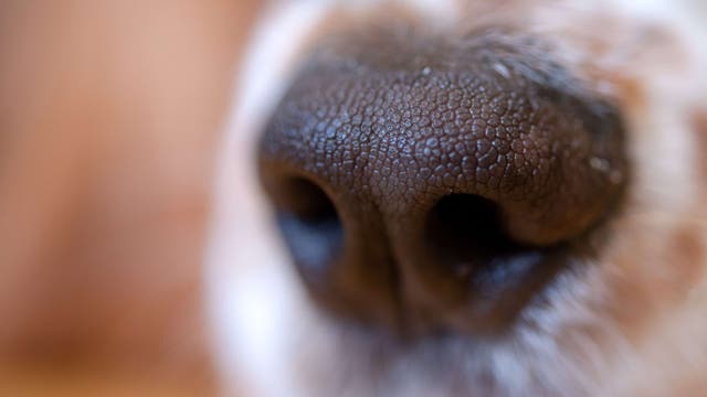 45 cats, dogs removed from Annandale home in animal cruelty investigation