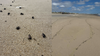 Thousands of dead spotted lanternflies wash up on Sea Girt, other NJ beaches
