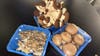 Mushroom Festival kicks off 40th year in Chester County this weekend