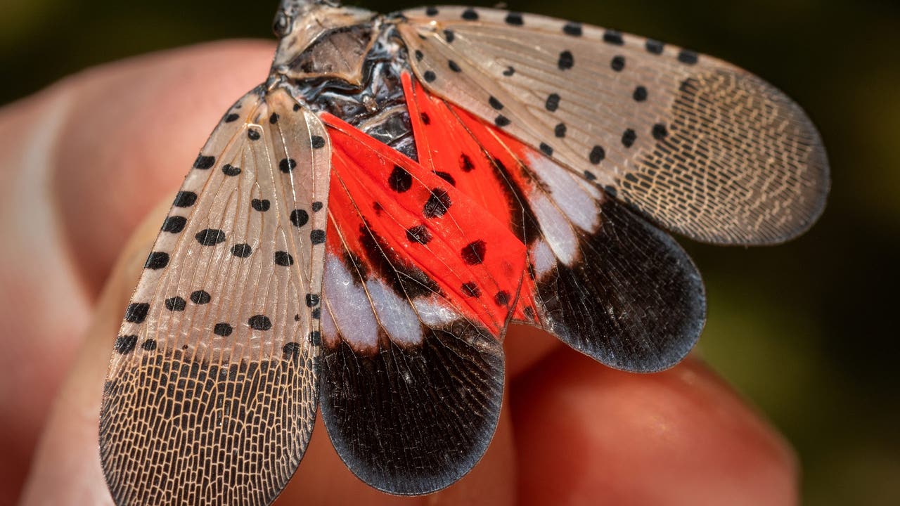 These are the 28 invasive insect species of 'greatest concern' in Pennsylvania