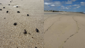 Thousands of dead spotted lanternflies wash up on Sea Girt, other NJ beaches