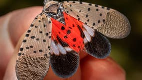 These are the 28 invasive insect species of 'greatest concern' in Pennsylvania