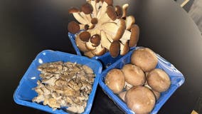 Mushroom Festival kicks off 40th year in Chester County this weekend