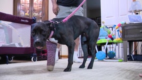 Dog survives horrific fall thanks to good Samaritan and animal rescue