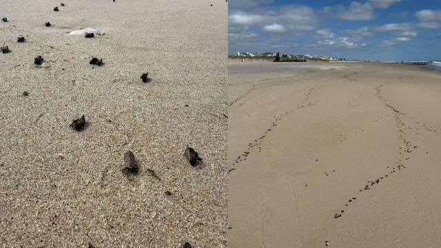 Thousands of dead spotted lanternflies wash up on Sea Girt, other NJ beaches