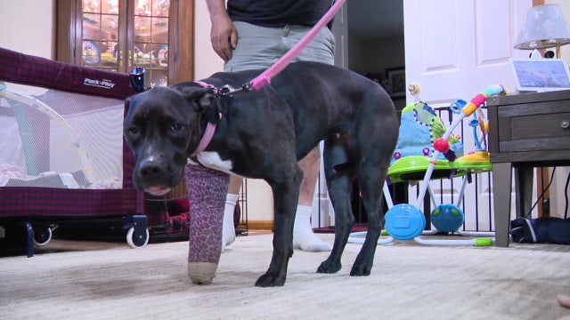 Dog survives horrific fall thanks to good Samaritan and animal rescue