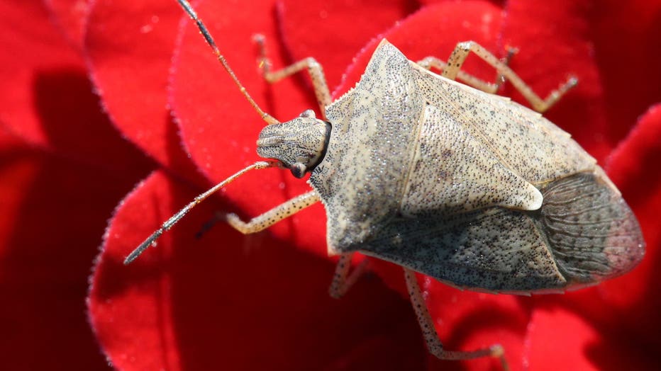 標本用品 Taiwan Dytiscoidae sp.38mm 標本用品 Taiwan Dytiscoidae sp.38mm DZ9A259590701 | 墨水