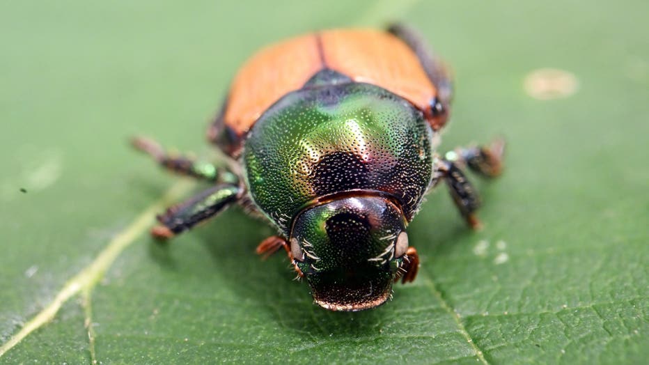 28 invasive insects of 'greatest concern' in Pennsylvania | FOX 29