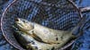 The 60 invasive aquatic animals of 'greatest concern' in Pennsylvania waters