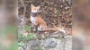Delco fox with plastic collar sparks rescue effort