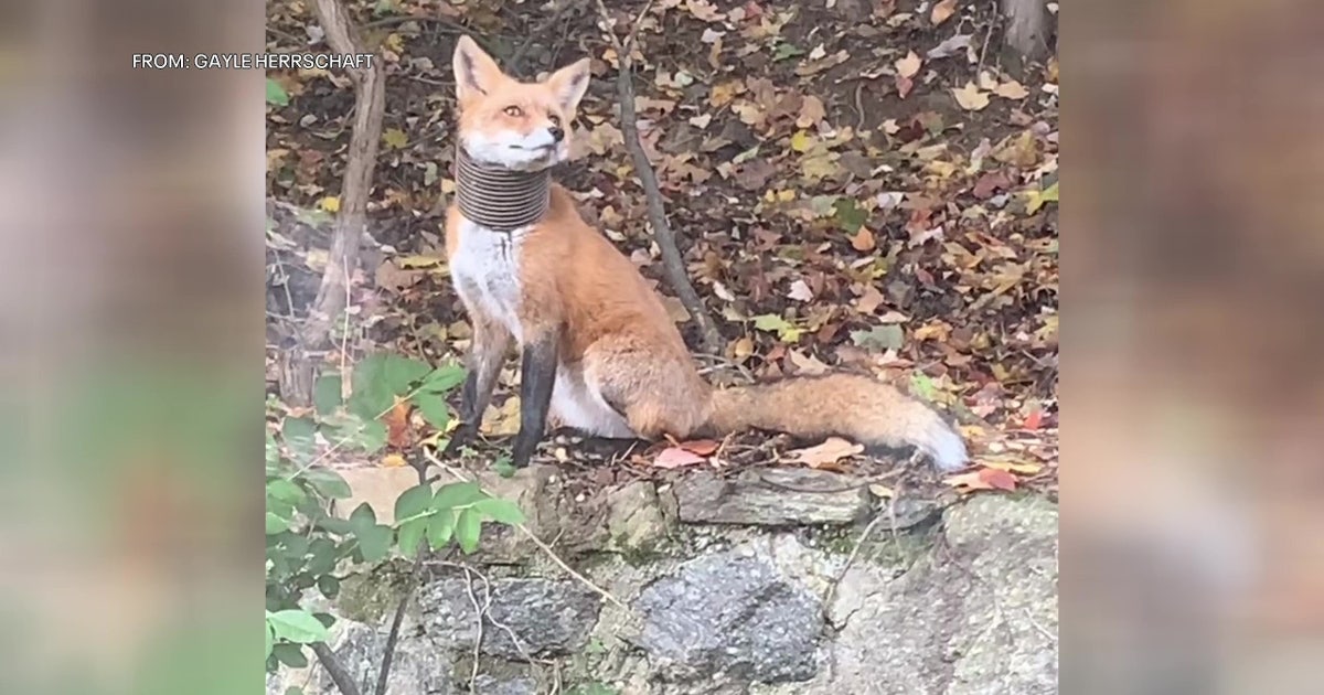 Delco fox with plastic collar sparks rescue effort | FOX 29