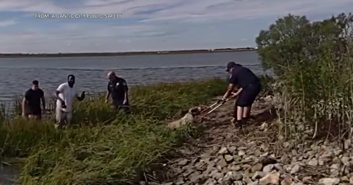 Officer braves cold waters to save dog in Atlantic City | FOX 29 ...