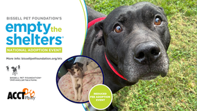 ACCT Philly urgently seeks help due to influx of dogs: "All animals are $10"