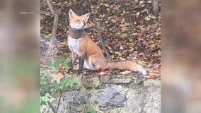 Delco fox with plastic collar sparks rescue effort