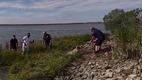 Officer braves cold waters to save dog in Atlantic City