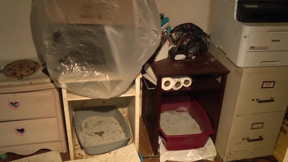Bucks County SPCA raids unlicensed cat shelter, removes 70 cats: 'I feel horrible'