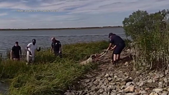 Officer braves cold waters to save dog in Atlantic City
