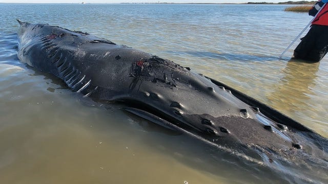 Humpback whale dies stranded in shallow water off Long Beach Island, injured by propeller