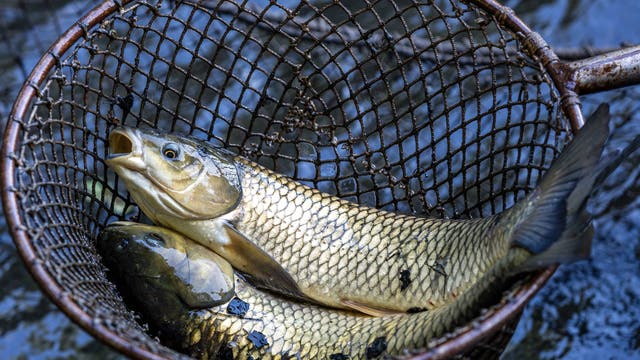 The 60 invasive aquatic animals of 'greatest concern' in Pennsylvania waters