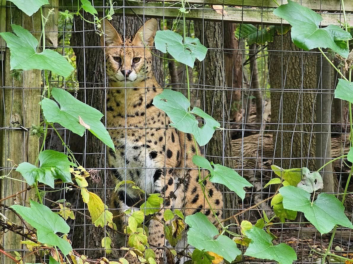 3 African serval cats escape Pennsylvania wildlife center after windstorm