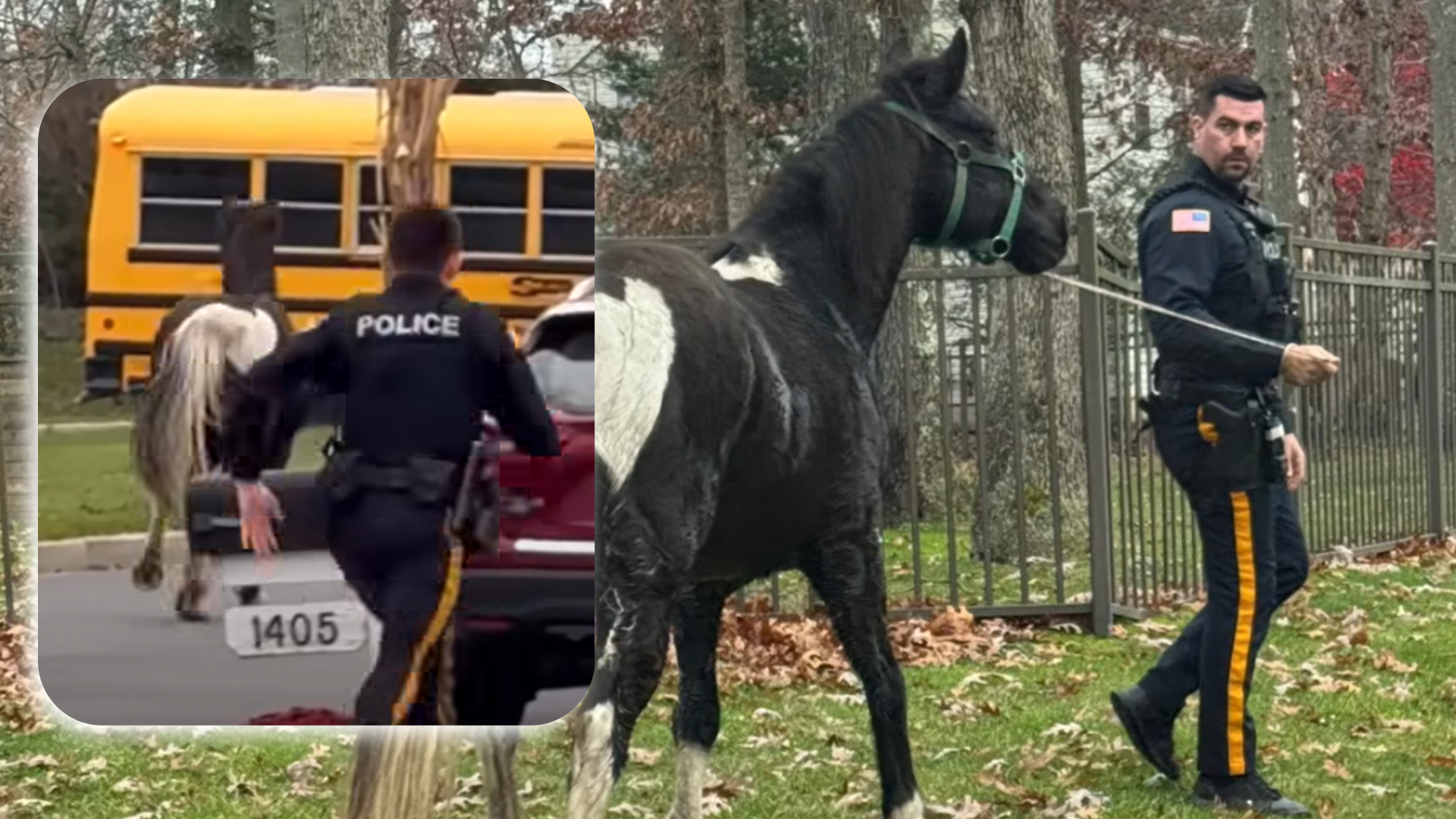 VIDEO: Police chase runaway horse 'Seabiscuit' through Gloucester County neighborhood