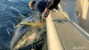 Largest male great white shark ever recorded pinged off New Jersey coast