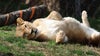 Philadelphia zoo mourns loss of beloved lioness Tajiri
