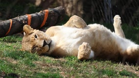 Philadelphia zoo mourns loss of beloved lioness Tajiri