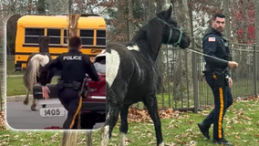 VIDEO: Police chase runaway horse 'Seabiscuit' through Gloucester County neighborhood