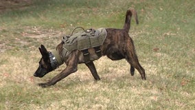 K9 officer helps catch 2 men accused of breaking into cars in New Castle: police