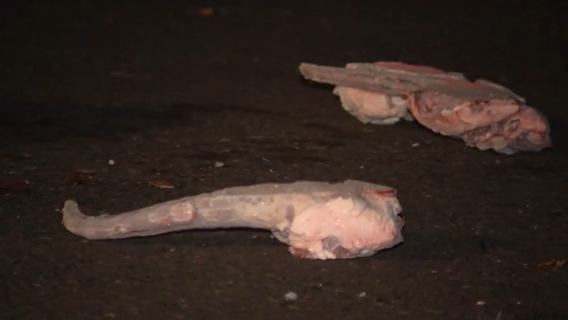 Truck driver interrupts apparent heist of meat products in Northeast Philadelphia