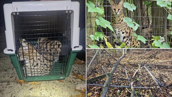 2 escaped African Serval cats captured in Berks County, 1 remains missing