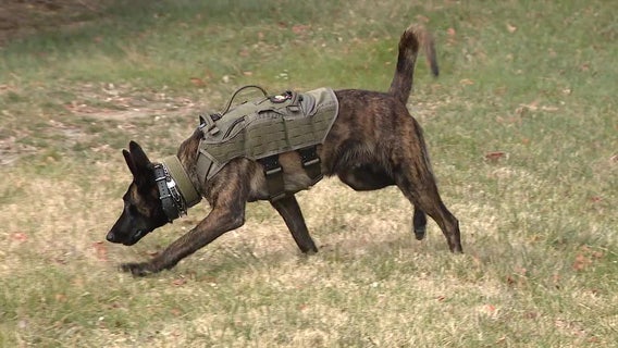 K9 officer helps catch 2 men accused of breaking into cars in New Castle: police