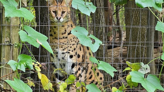 African Serval that escaped enclosure in Berks County hit, killed by car