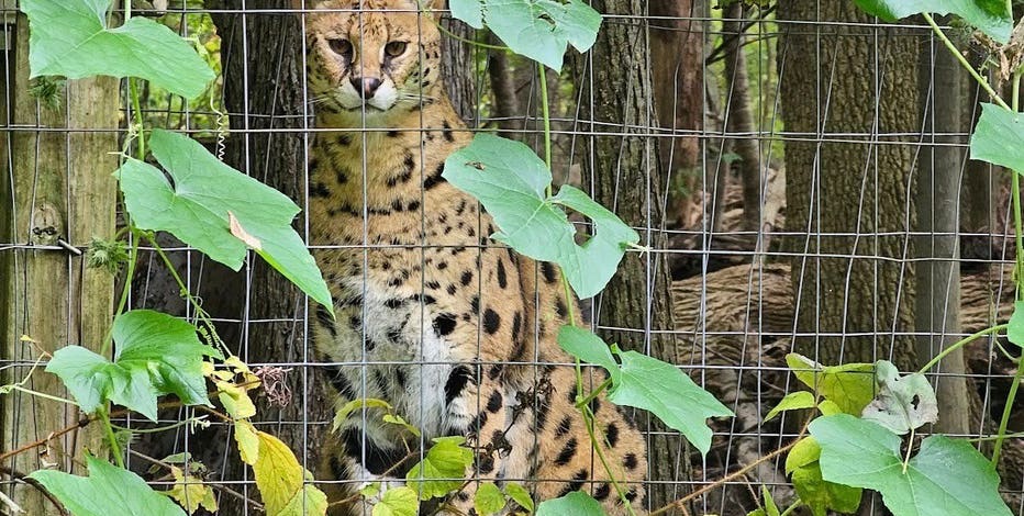 3 African serval cats escape Pennsylvania wildlife center after windstorm