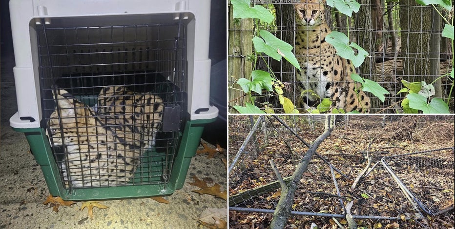 2 escaped African Serval cats captured in Berks County, 1 remains missing