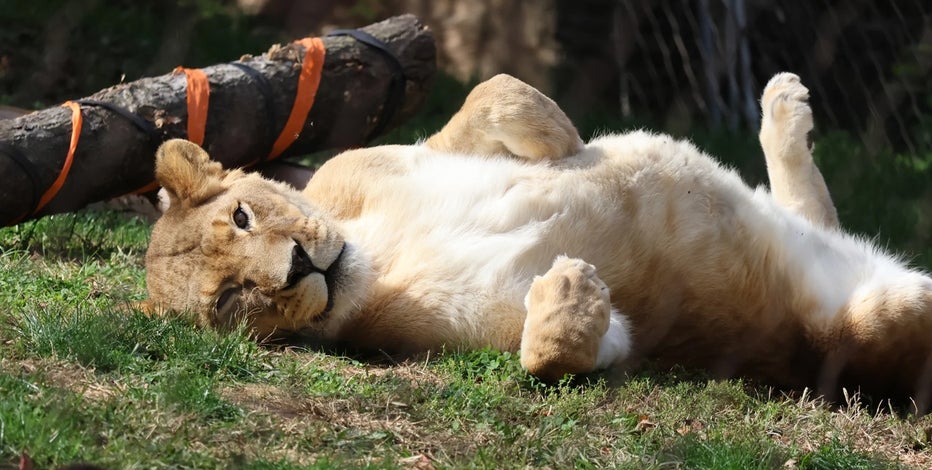 Philadelphia zoo mourns loss of beloved lioness Tajiri