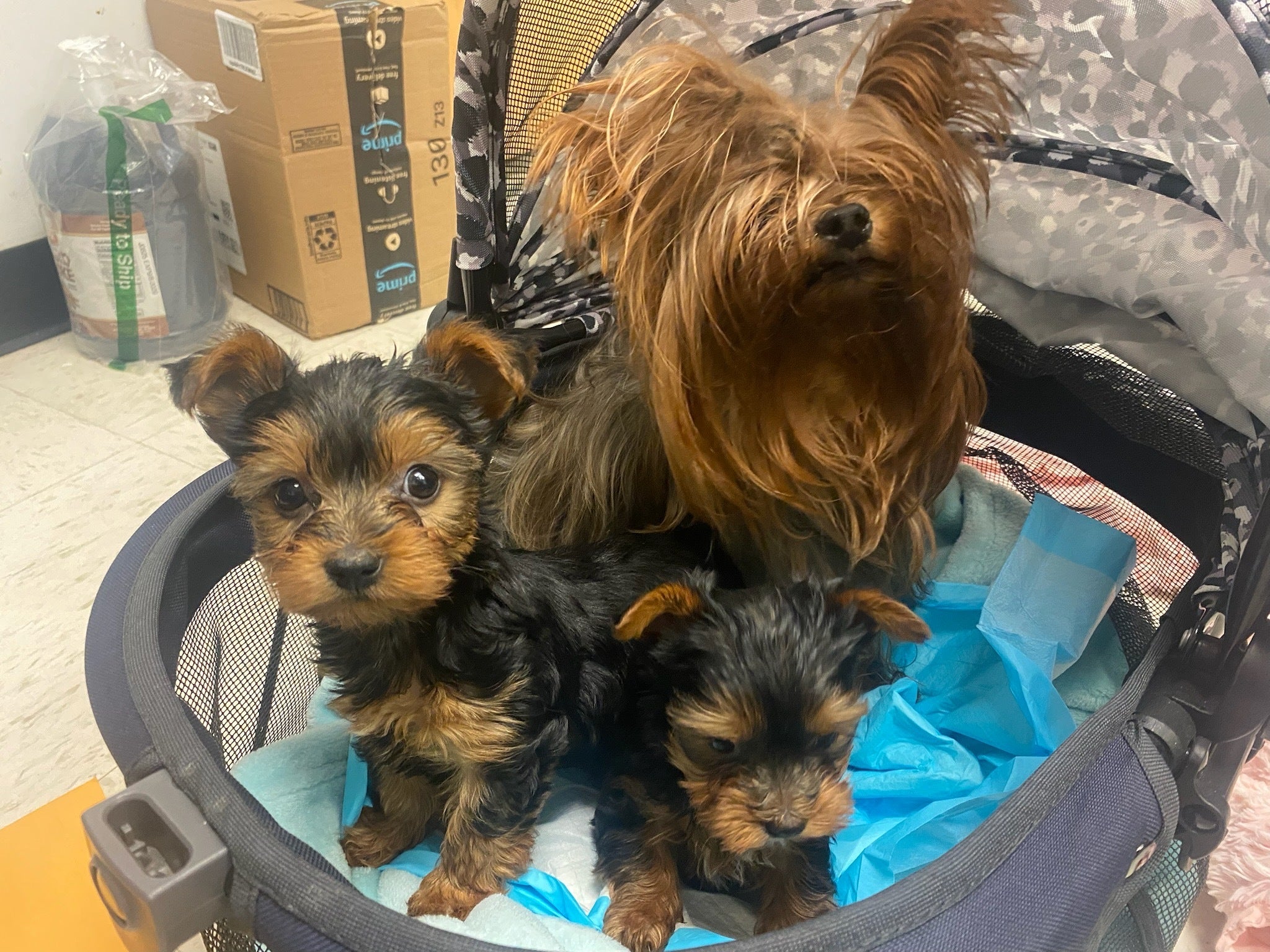 9 yorkies rescued after owner dies: ACCT Philly