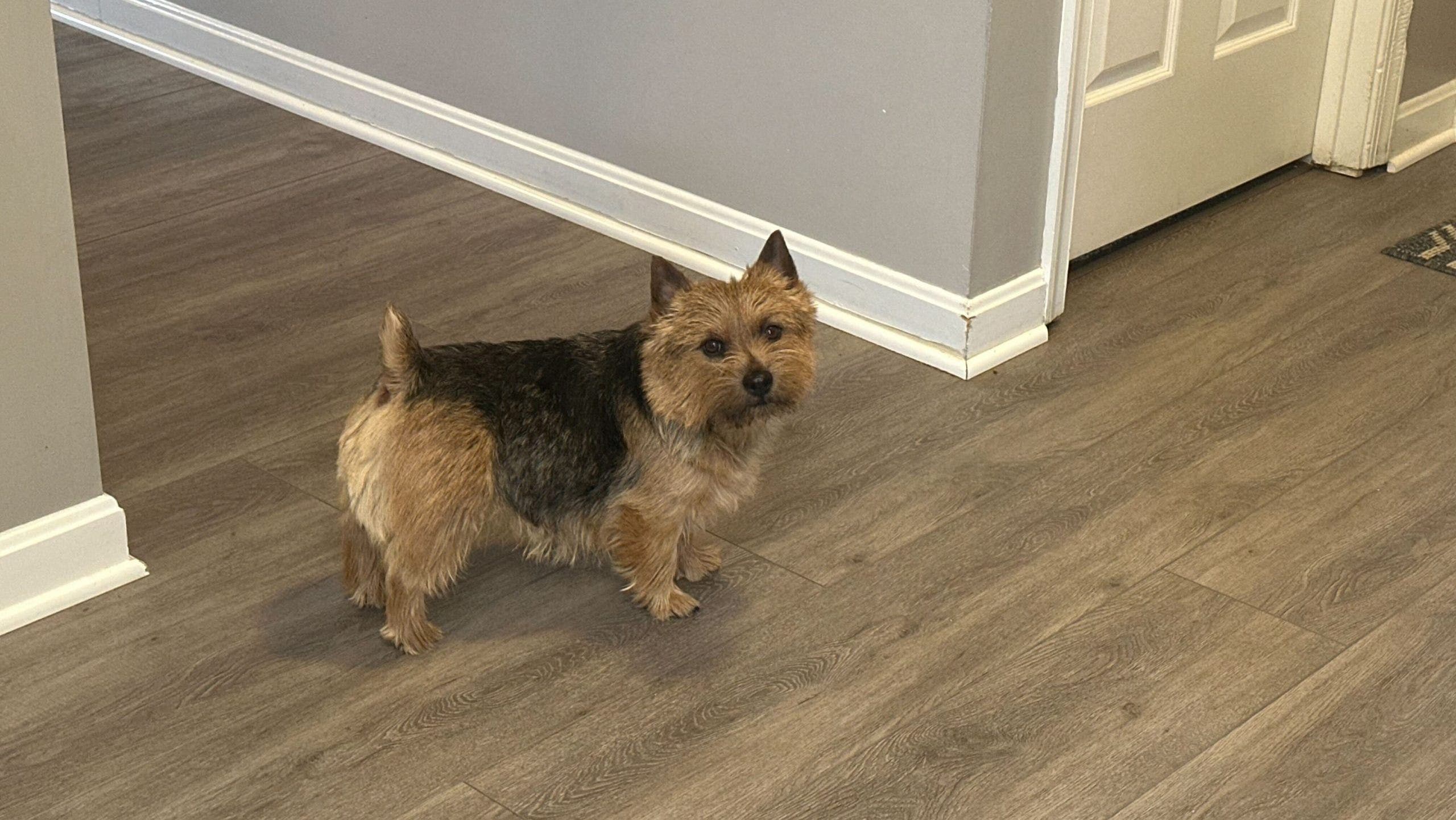 Dog reunited with owners thanks to drone-flying pet detective