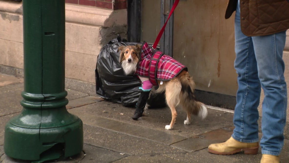 Person of interest in violent Center City dog attack in custody, charges expected