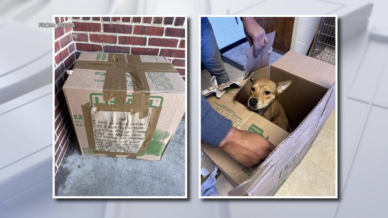 Abandoned puppy found in box outside Pennsylvania SPCA | FOX 29
