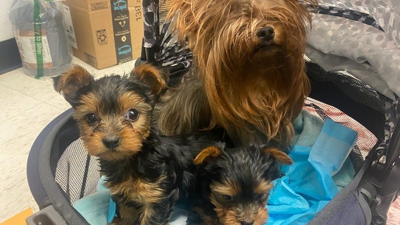 9 yorkies rescued after owner dies: ACCT Philly