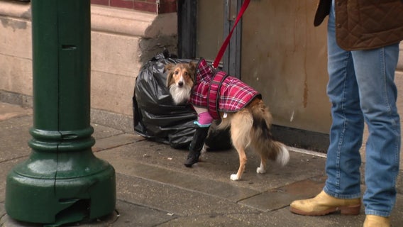 Puppy attacked by unleashed dog in Center City faces long recovery