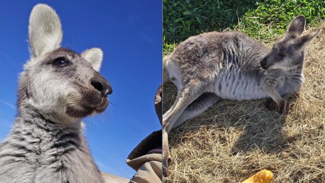 Rex the Wallaby found safe after escaping animal farm in New Jersey